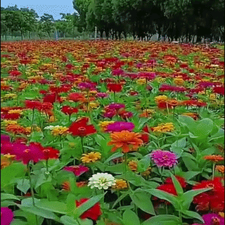Semințe Flori Zinnia Diablo
