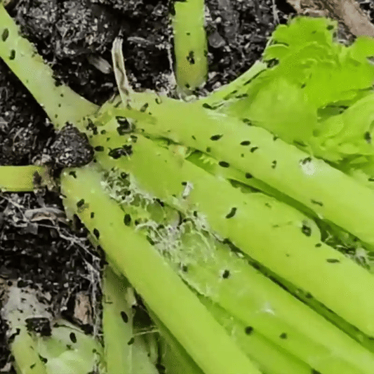 Insecticid Pentru Plante
